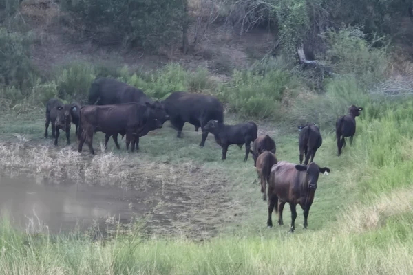 cattle-livestock-600x400