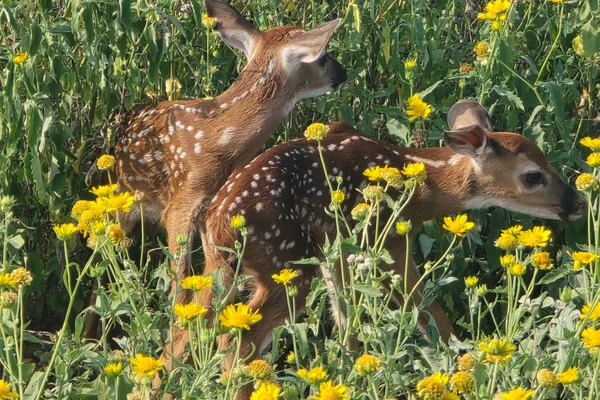 wildlife-hunting-600x400